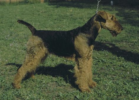 airedale-terrier_masolata.jpg