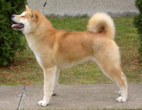 akita.jpg