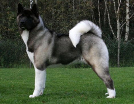 amerikai-akita.jpg
